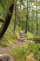 a path curves through a green forest