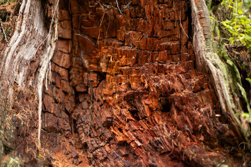 Processed collage of old tree bark trunk material texture.