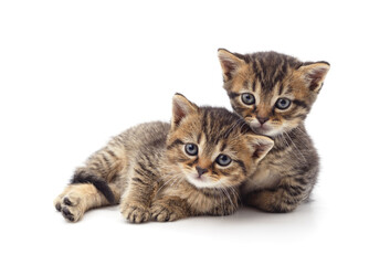 Two little gray kittens sitting.