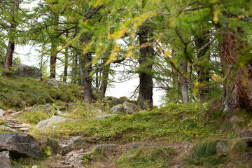 Fototapeta premium Hiking through the beautiful forest