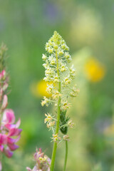 Fototapeta premium Close up of yellow mignonette (reseda lutea) flowers in bloom