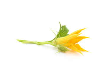 Fototapeta premium Yellow pumpkin flower.