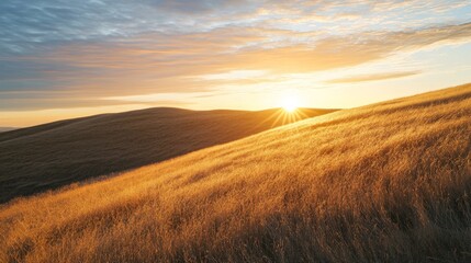 Fototapeta premium Golden grass field with sunset over rolling hills.