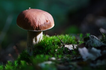 Levitating porcini mushrooms isolated on white background. Boletus mushrooms on a white background. Package design element.