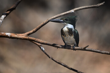 Amazon Kingfisher Perched on a Branch with Blurred Brown Background