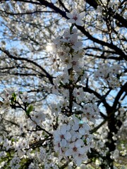 Branch of the beautiful white cherry flowers on the tree. Spring flowers