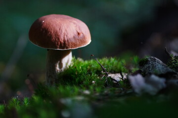 Levitating porcini mushrooms isolated on white background. Boletus mushrooms on a white background. Package design element.