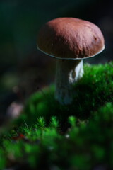 Levitating porcini mushrooms isolated on white background. Boletus mushrooms on a white background. Package design element.