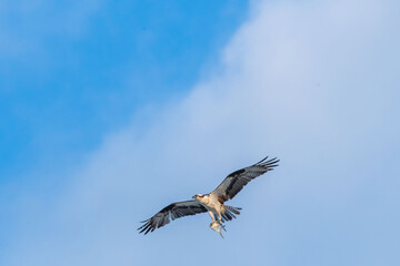 Osprey Flying with Freshly Caught Pompano