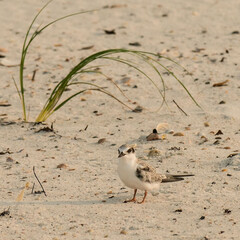 Common Tern Juvenile Standing on Beach