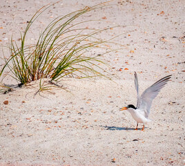 Common Tern on White Sandy Beach with Wings Spread