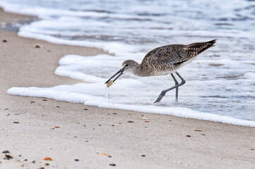 Dowitcher in Surf with Small Crustacean in Beak