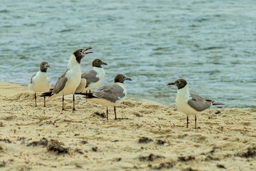 Laughing Gulls Standing on a Florida Beach