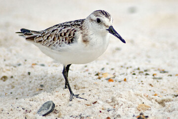 Lone Sanderling Standing on White Sandy Beach