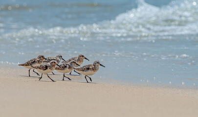 Sanderlings Walking Along a Florida Beach
