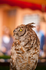 portrait of brown owl posing