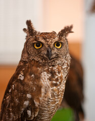 portrait of brown owl posing