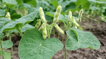 Obraz premium Soybean Plants in a Field