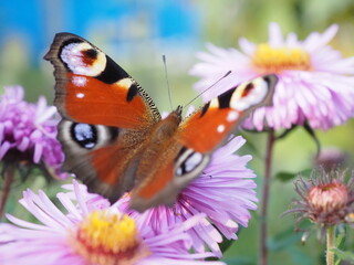 Motyl i astry