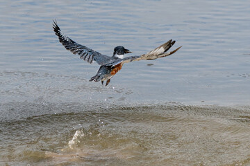 Belted Kingfisher 03