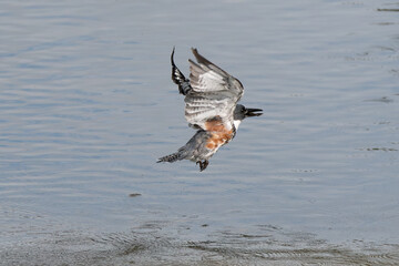 Belted Kingfisher 05