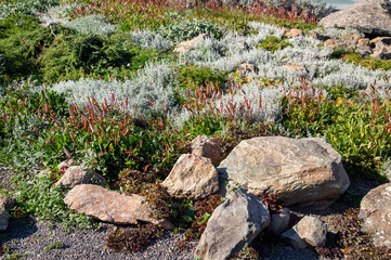 The landscape of a clearing with boulders and tundra plants on a clear sunny day. Flora floristry landscaping plants flowers.