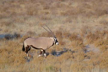 Male oryx walking in the desert at the Kgalagadi national park, South Africa