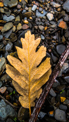 dry leaf on the river stones