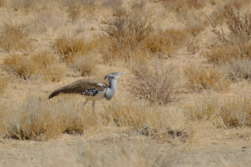 Kori Bustard walking at the bush, the largest flying bird native to Africa, Kgalagadi national park, South Africa