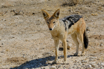 Wild black-backed jackal close up frontal full body picture, Kgalagadi national park, South Africa