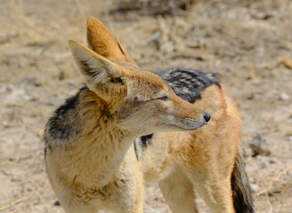 Wild black-backed jackal close up profile picture, Kgalagadi national park, South Africa