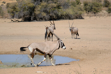 Oryxes drinking water at a waterhole, Kgalagadi national park, South Africa