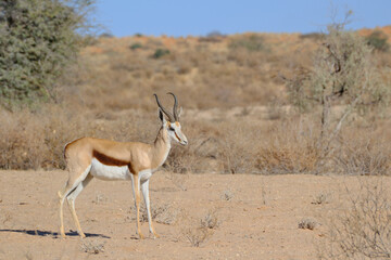 Individual male springbok in the Kgalagadi national park, South Africa