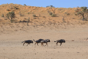 Group of blue wildebeests running at the Kgalagadi national park, South Africa