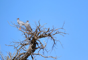 Two Gabar Goshawk birds perched on a tree, Kgalagadi national park, South Africa