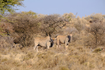 Two eland antelopes at Mokala national park, South Africa