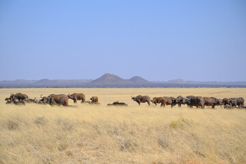 Herd of buffaloes in the savanna with mountains at the background, Mokala national park, South Africa