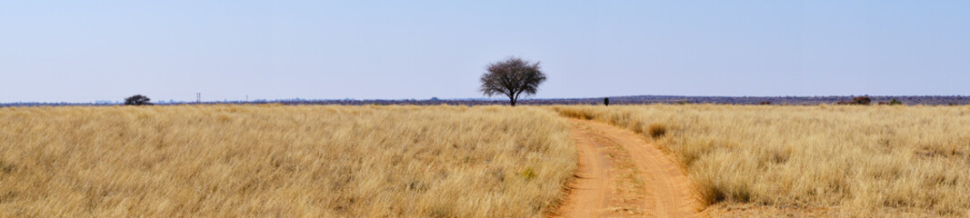 Panorama of a sandy road at Mokala national park, South Africa