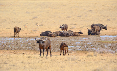 Buffaloes cooling on the mud at a water hole, Mokala national park, South Africa