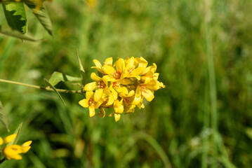 Beautiful yellow flowers on the riverbank. Lysimachia vulgaris.