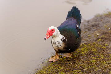 Muscovy Duck Foraging at Farmstead at Dusk. Selective focus