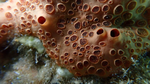 Crater sponge or honeycomb sponge (Hemimycale columella) close-up undersea, Aegean Sea, Greece, Syros island, Azolimnos beach