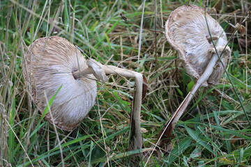 overripe Parasol mushrooms