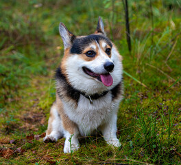 Adorable Corgi Sitting Happily in a Lush Green Forest