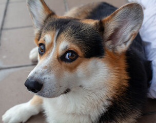 Close-Up of a Corgi Dog Relaxing on the Floor