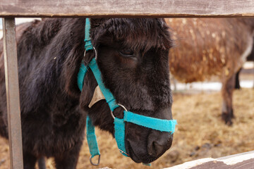 Donkey standing together on a mound of golden hay, munching on the nutritious feed.