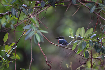 American Pygmy Kingfisher Perched Among Dense Green Foliage