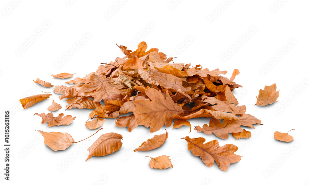 Poster pile of autumn colored leaves isolated on white background. a heap of different dry leaf. red and co