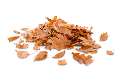 Pile of autumn colored leaves isolated on white background. A heap of different dry leaf. Red and colorful foliage colors in the fall season