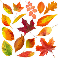 A collection of autumn leaves in various shapes and sizes isolated on white transparent background. The leaves are orange and yellow, and they are scattered across the image